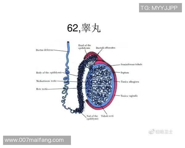 攀岩新手必看：从零开始的比赛经验与技巧全面指南